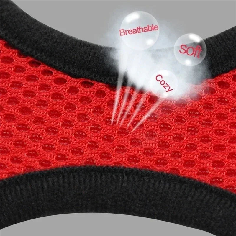 Cat Harness & Leash